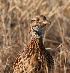 Scleroptila gutturalis