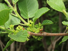 Rhamnus alpina