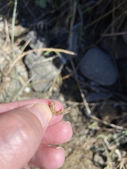 Festuca ammobia