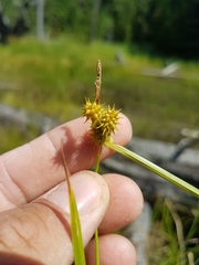 Carex cryptolepis
