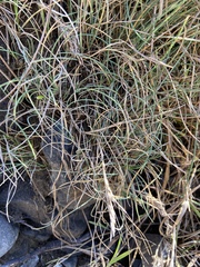 Festuca ammobia