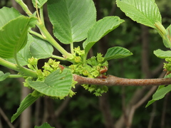 Rhamnus alpina