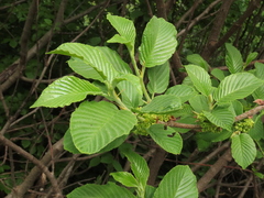 Rhamnus alpina