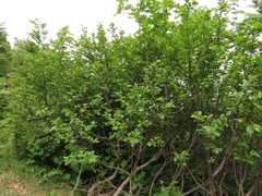 Rhamnus alpina