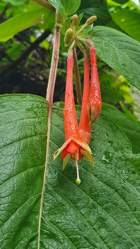 brilliant fuchsia (Fuchsia fulgens)