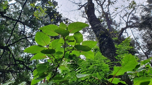 Fuchsia fulgens, photograph 3