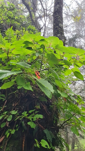 Fuchsia fulgens, photograph 4