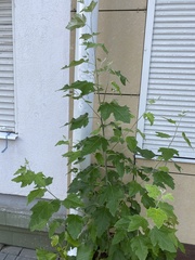 Populus