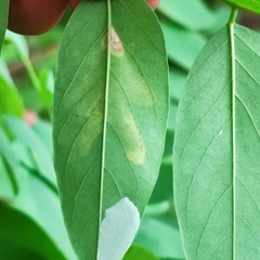 Macrosaccus robiniella
