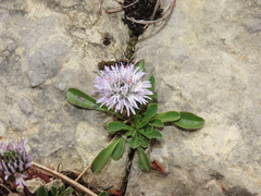 Globularia meridionalis