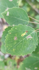Phyllocoptes populi