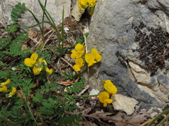 Coronilla vaginalis