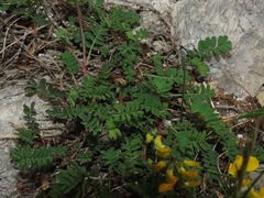 Coronilla vaginalis