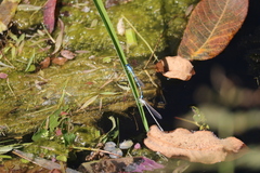 Enallagma basidens