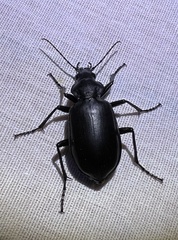Calosoma peregrinator