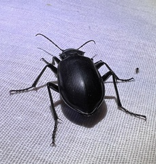 Calosoma peregrinator