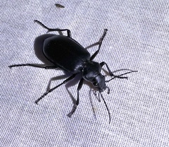 Calosoma peregrinator