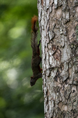 Callosciurus erythraeus