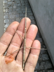 Clonopsis gallica