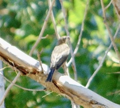 Haemorhous mexicanus