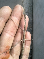 Clonopsis gallica