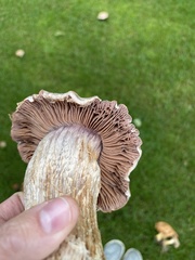 Cortinarius lucorum