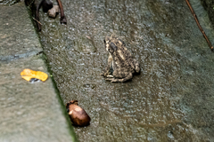 Duttaphrynus melanostictus