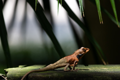 Calotes versicolor