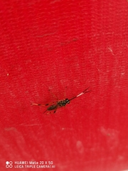 Ichneumonidae