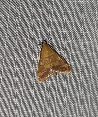 Pyrausta pseudonythesalis