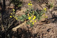 Othonna coronopifolia