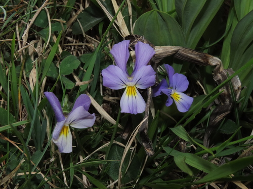 Image of Viola eugeniae by (c) Nicolás Lavandero, some rights reserved (CC BY)