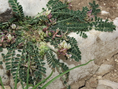 Astragalus depressus
