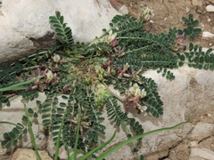 Astragalus depressus