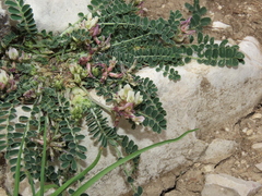 Astragalus depressus