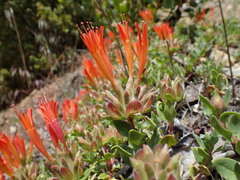 Monardella macrantha macrantha