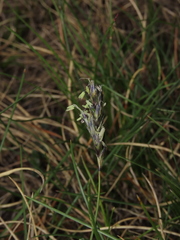 Sesleria