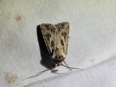 Agrotis vestigialis