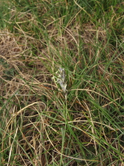 Sesleria