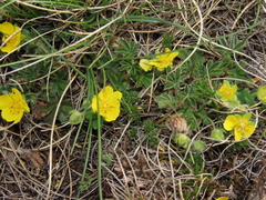 Potentilla rigoana