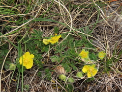 Potentilla rigoana