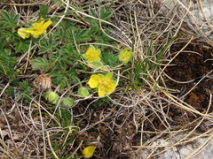 Potentilla rigoana