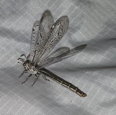 Scotoleon longipalpis