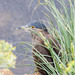 夜鷺（福克蘭群島亞種） - Photo 由 Greg Lasley 所上傳的 (c) Greg Lasley，保留部份權利CC BY-NC