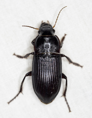 Harpalinae