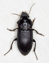 Harpalus caliginosus