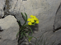 Erysimum pseudorhaeticum