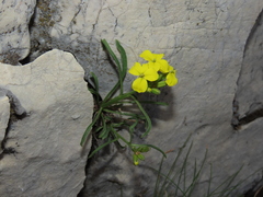 Erysimum pseudorhaeticum