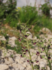 Scrophularia juratensis