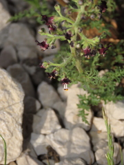 Scrophularia juratensis